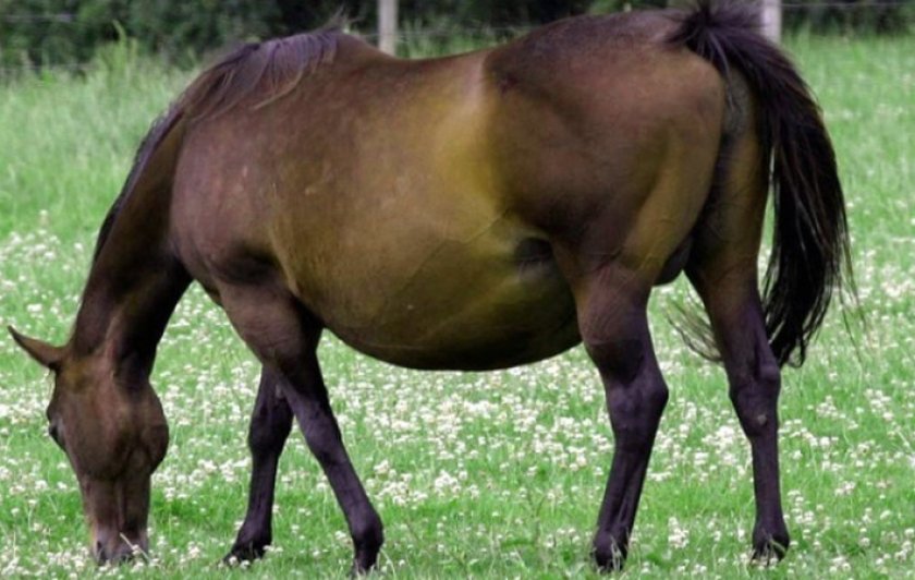 Беременная кобыла