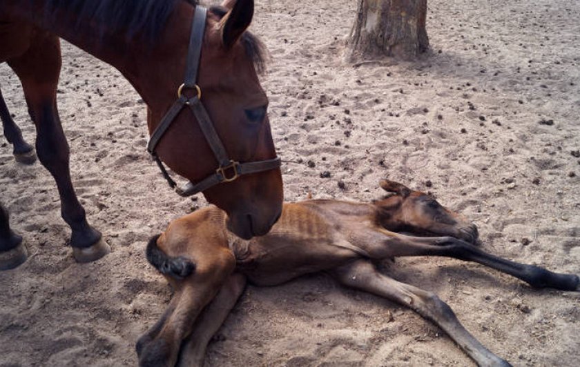 Новорожденный жеребенок