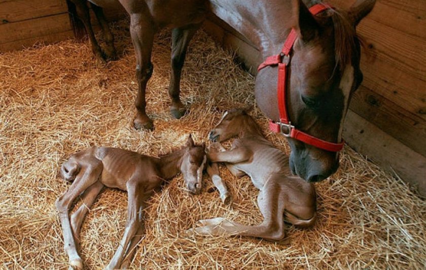 Кобыла с жеребенком