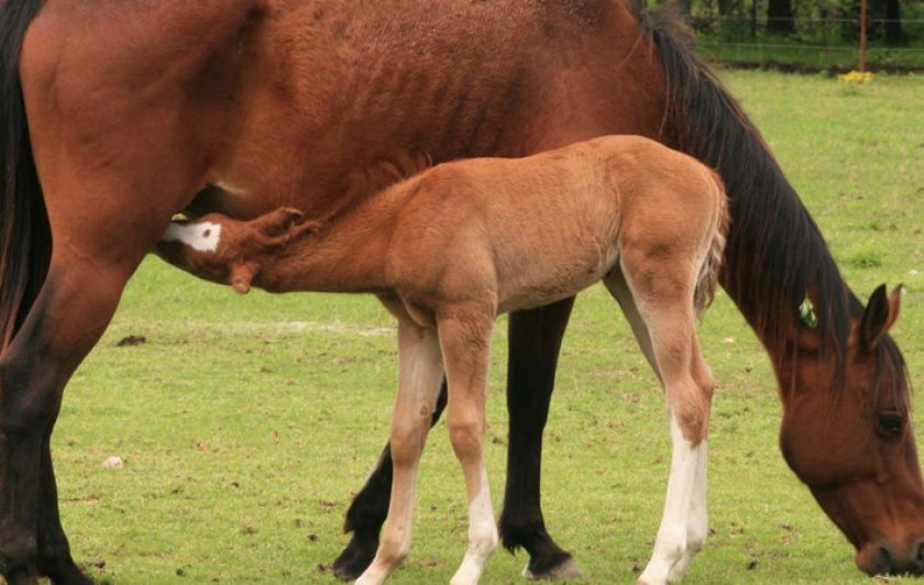 Кобыла с жеребенком
