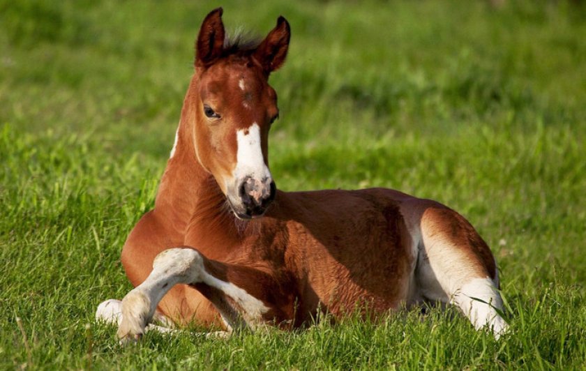 Жеребенок