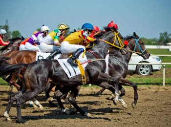 Конкур: что это за конный спорт