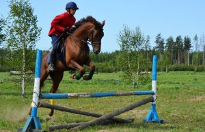 Соревнования на лошадях