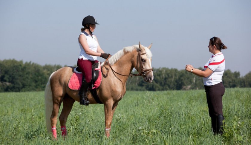 Лошадь и вссадник
