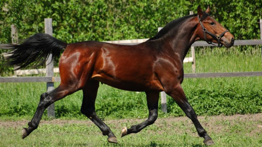 Голштинская порода лошадей