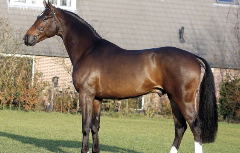 Голландская теплокровная порода лошадей