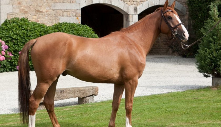 Селль французский