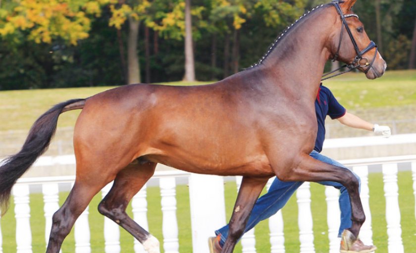 Ольденбургская порода лошадей