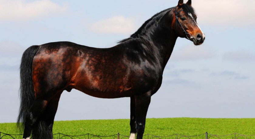 Тракененская порода лошадей