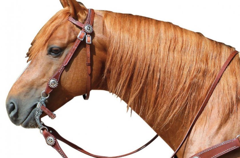 Конкур: соревнования на лошадях (лучшие породы лошадей, упражнения ...