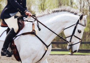 Верховая езда на лошади Верховая езда на лошади