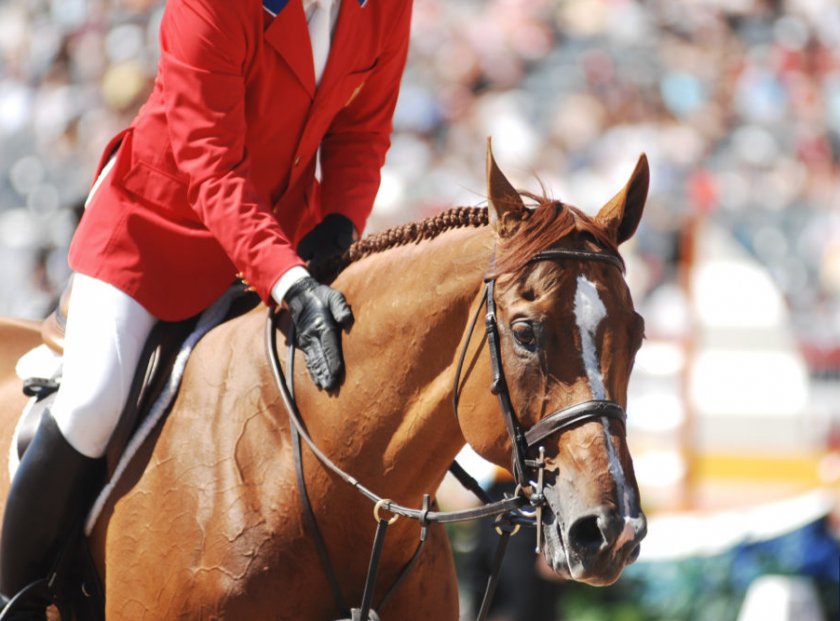 Похвала лошади Похвала лошади