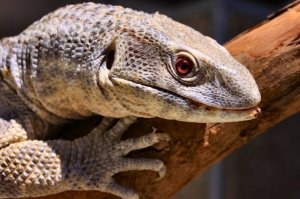 Капский варан