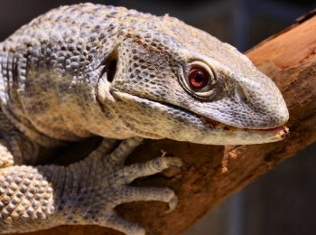 Капский варан: характеристика, содержание и уход