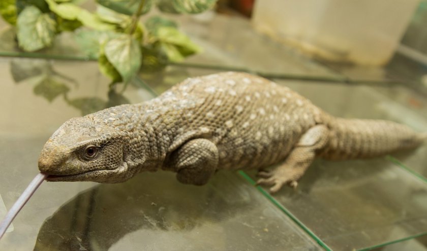 Капский варан