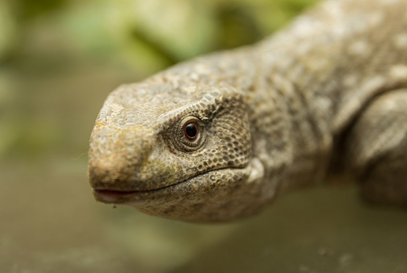 Капский варан