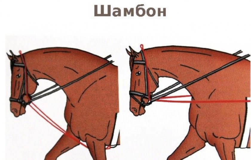 Уздечка для лошади из чего состоит схема