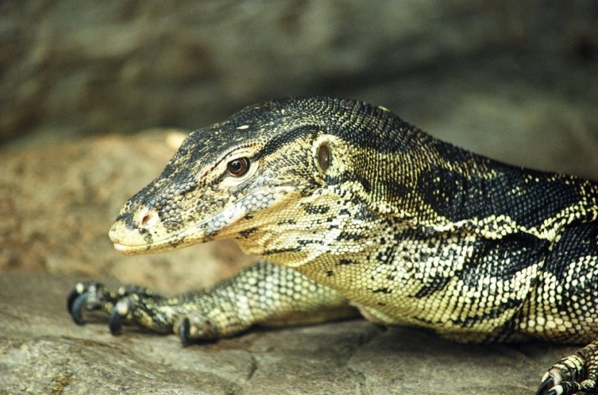 Капский варан