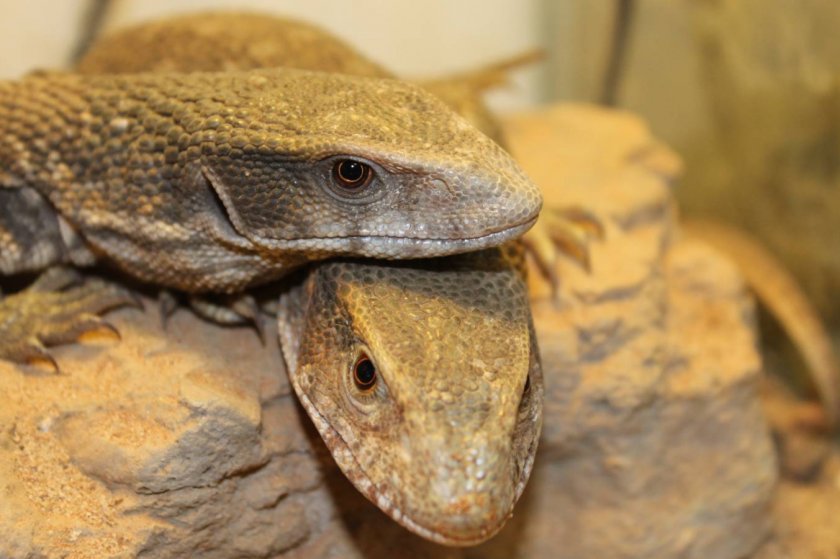 Размножение варанов