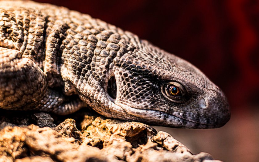 Капский варан