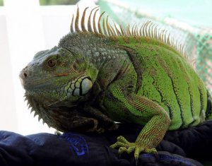 Игуана зелёная