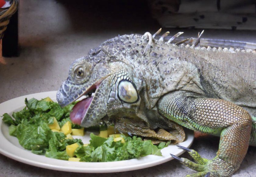 Питание игуаны