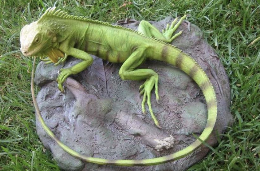 Игуана на камне