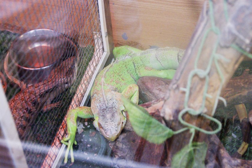 Игуана в террариуме