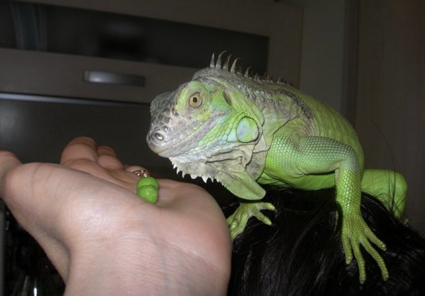 Приручение игуаны