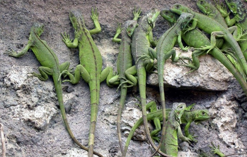 Группа зелёных игуан