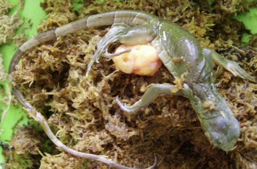 Размножение игуан