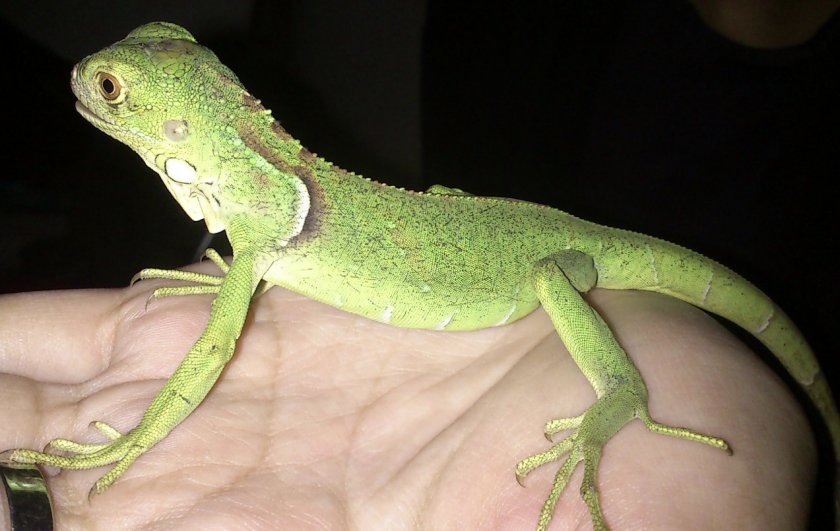 Маленькая игуана