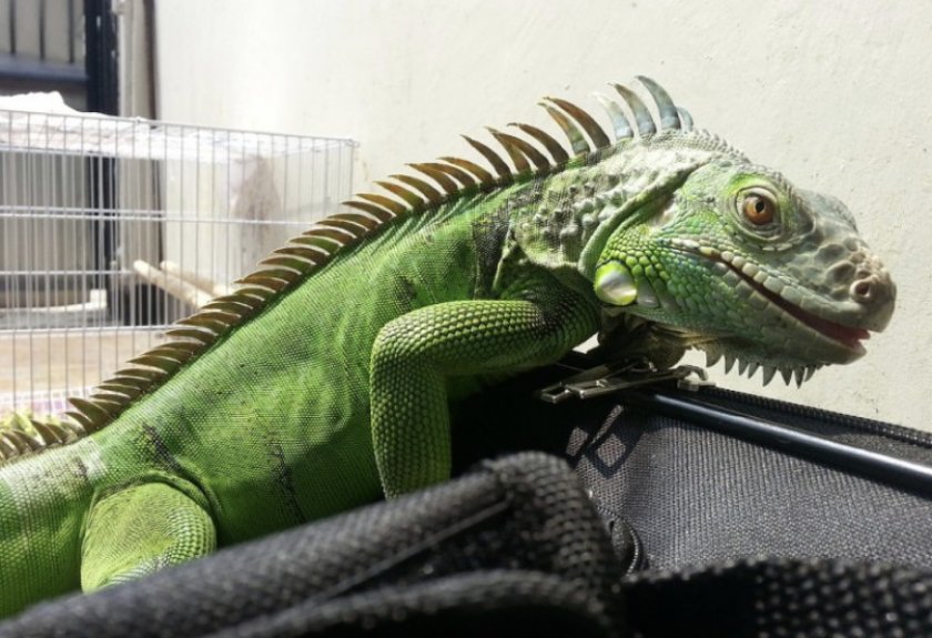 Игуана в доме
