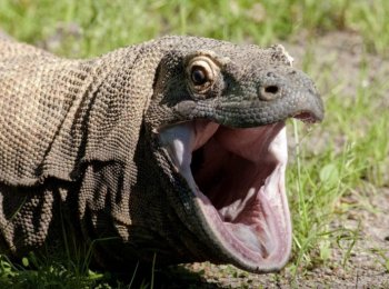 Чем питается варан в природе и домашних условиях