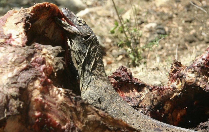Питание комодского варана