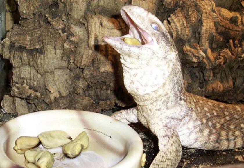 Питание варана