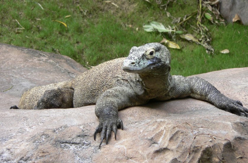 Комодский варан