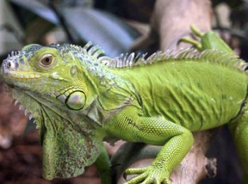 Настоящие игуаны: характеристика рода