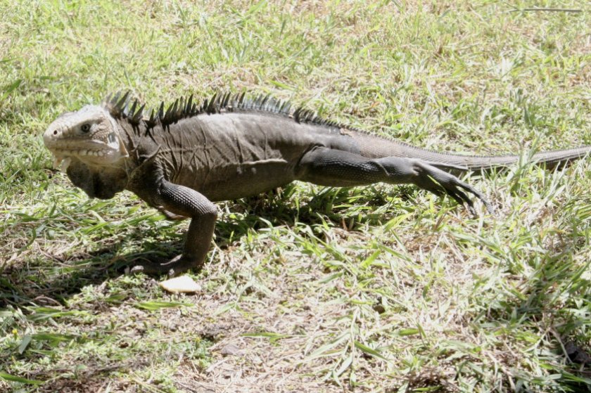 Карибская игуана