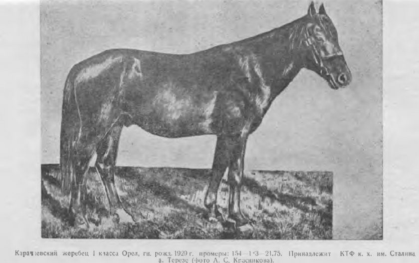 Карачаевская лошадь: породы, характеристика, отличия от кабардинской породы,описание с фото, видео, отзывы