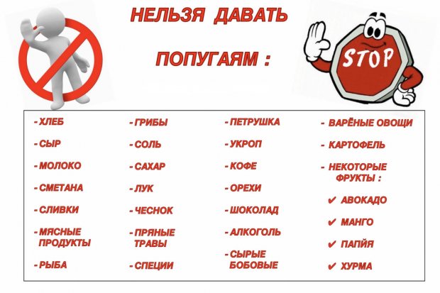 Что нельзя давать попугаю Что нельзя давать попугаю