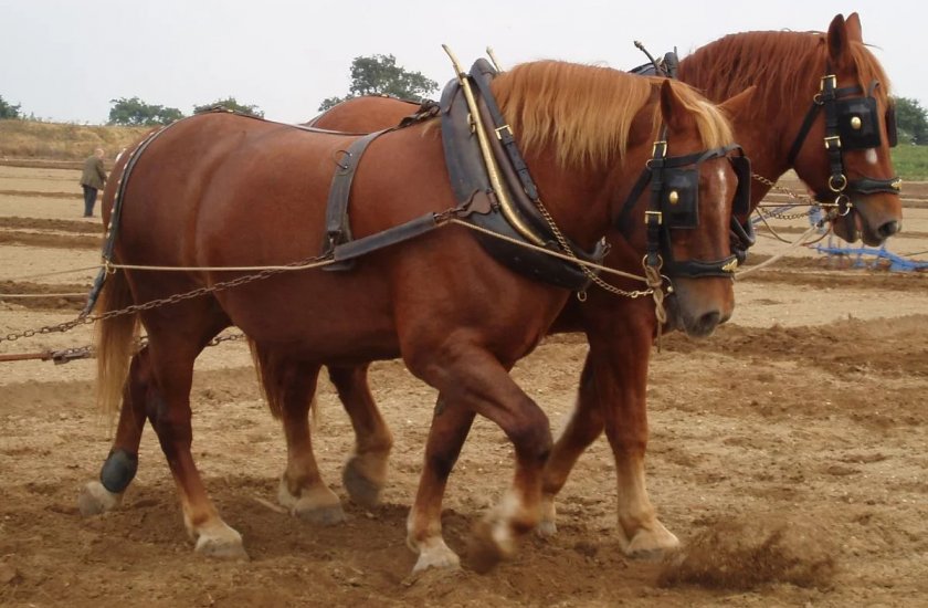 Суффолк (Суффольк) порода лошади
