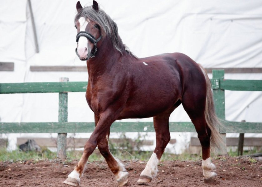 Русский тяжеловоз