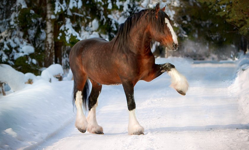 Владимирский тяжеловоз