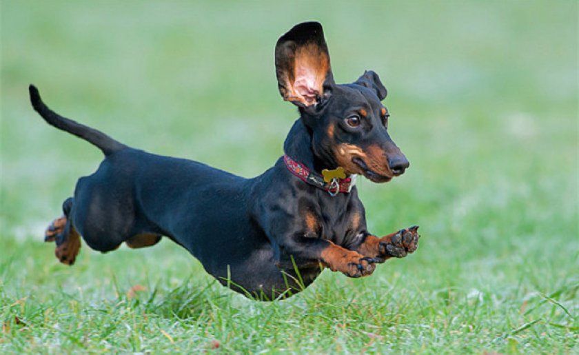 Такса Такса