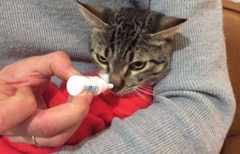 «Гестренол» для кошек