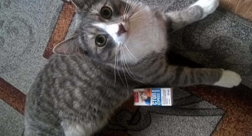 «Стоп-стресс» для кошек