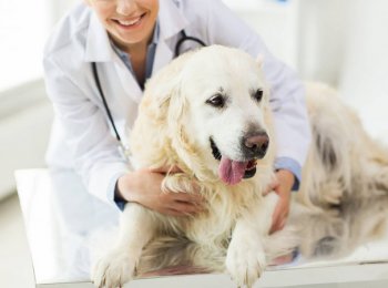 Применение гомеопатического препарата для лечения заболеваний опорно-двигательного аппарата у собак и котов