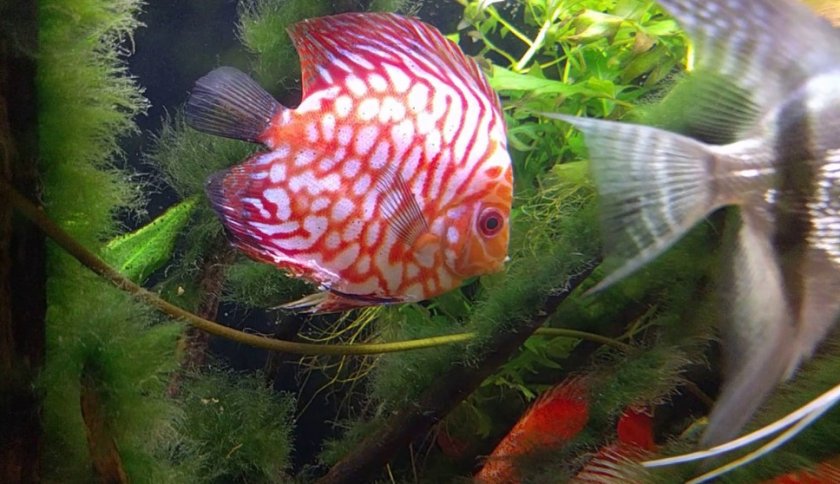 Дискус и плавниковая гниль