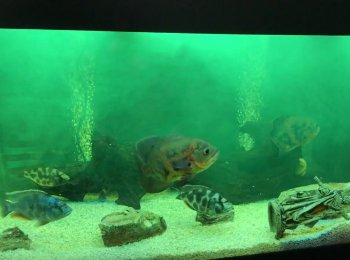 Состав, фармакологические свойства и способ применения препарата «Бактопур»